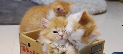 大懒猫变成人的样子视频,萌化人类世界的奇幻之旅  第1张