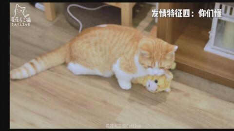 大懒猫变成人的样子视频,萌化人类世界的奇幻之旅  第2张