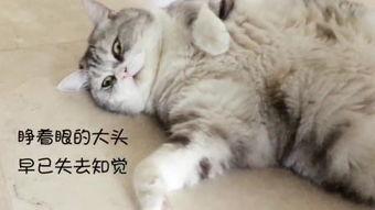 大懒猫变成人的样子视频,萌化人类世界的奇幻之旅  第3张