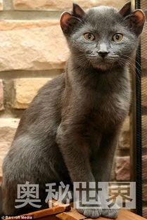 外星小猫变成人的视频,揭秘星际穿越的神秘力量  第1张