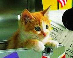 外星小猫变成人的视频,揭秘星际穿越的神秘力量  第3张